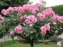 pink rosa