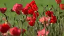 red flowers