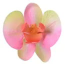 orchids