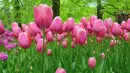 pink tulips
