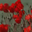 red flowers