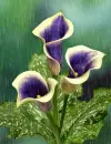 colored calla in the rain