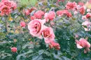 pink rosas in the rain