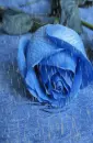 blue rosa in the rain