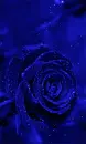 blue rosa 