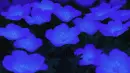 blue flower