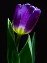 purple tulip