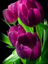 purple tulip
