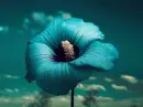 blue hibiscus