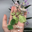 orchid mantis