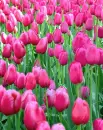 pink tulips