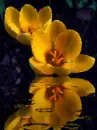 yellow flower
