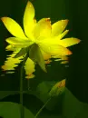 yellow lotus