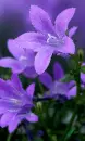 purple flower