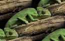 green chamaleons