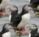 puffins
