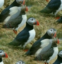 puffin