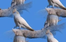 cockatoo