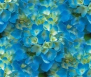 hydrangea