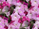 petunias