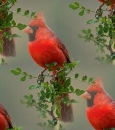 cardinal