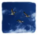 Cranes fly away