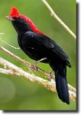 Anthilopia galeata