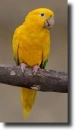 arany aratinga