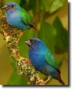 Erythura tricolor