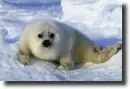 white phoca baby