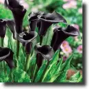 black calla