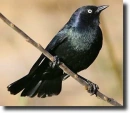 blackbird