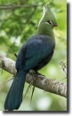 turaco