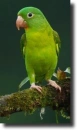 green aratinga