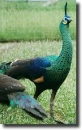 green peacock