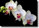 White orchids