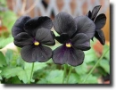 Black pansy