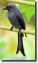 Grey drongo