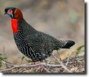 Tragopan