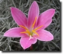 Nagyvirágú zefírvirág(Zephyranthes carinata)