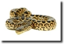 Yellow anaconda