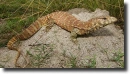 Yellow varanus