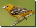 Orange trupial