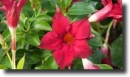 Red mandevilla