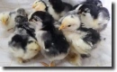 Colored chicks