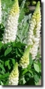 Colored lupinus