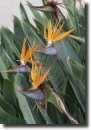 Colored strelitzia