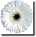White gerbera