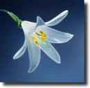 White lily
