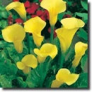 Yellow calla
